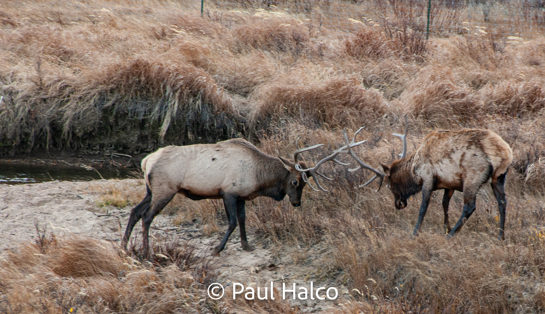 Paul Halco - Rocky Mountain NP-19
